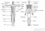 Basic * Regions and Bones of the BodyThis image presents the basic anatomic regions and bones of the human body. To see more details please look further for more images.